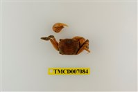 藏品(德氏仿厚蟹)的圖片